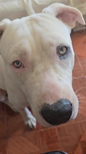 Understanding Amstaffs: A Guide to Staffordshire Bull Terriers