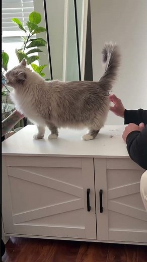 Long-haired cat secrets they don’t tell you about…🤭🍒 #cat #longhair #fluffy #pets