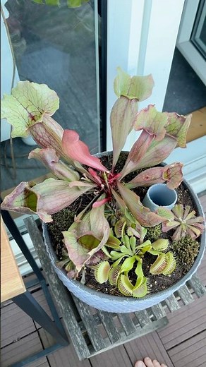 POV: Dein Mitbewohner sammelt fleischfressende Pflanzen 🌱😱
