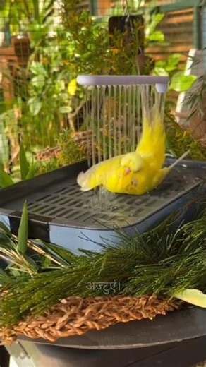Yellow Parrot ka Sunday bath routine🦜💦 😍#wildanimal913 #lovebirds