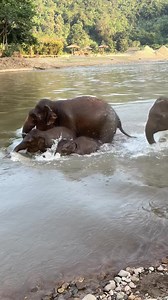 3M views · 10K reactions | When elephants are happy, they express that emotion and feeling clearly. And this is the happy herd at Elephant Nature Park. | Elephant Nature Park | Facebook