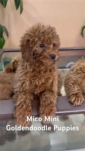 Meet the Micro Mini Goldendoodle — the Perfect Little Bundle of Joy!