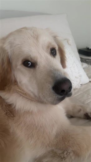 The sound couldn’t be more perfect! As soon as I pull out my phone I’m convinced this is what he thinks every time!🥹