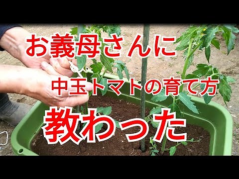 お義母さんに中玉トマト（フルティカ）の育て方を教わりました。