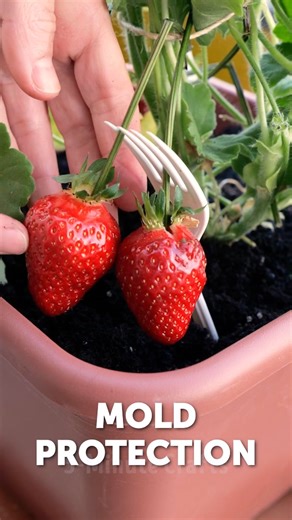 329K views · 944 reactions | Smart Garden Hacks You’ll Love!  | 5-Minute Crafts | Facebook