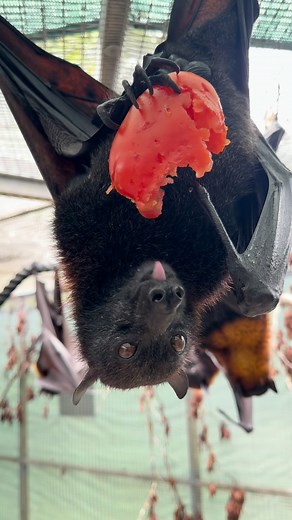 What do you love about bats? 🦇❤ Find out what makes us love bats during a VIP Private Tour. 2026 dates are now available! Check out the 🔗 in our bi0 to learn more or visit: https://www.lubee.org/battours #animals #bats #cute #florida #nonprofit | Lubee Bat Conservancy