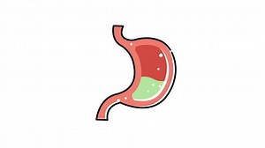 icon animation Of a human stomach