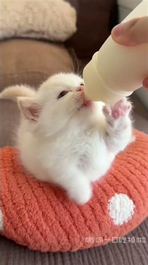 She is always hungry #cat #kitten #catvideos #cute #funnycatvideos #cutecat #kitty #youtubeshorts