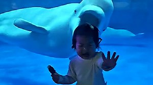 This beluga whale was just trying to be friendly, but left a little girl in tears when it tried to communicate. | USA TODAY Video