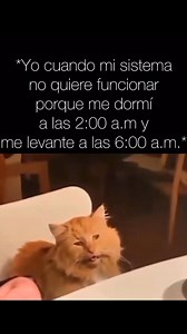 5.6K views · 147 reactions | #cat #funny #sad | Meme Cat | Facebook