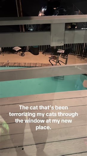 I thought I saw this cat sitting inside my neighbor’s window the day I was moving in, but I could be mistaken. If I’m not, it’s too cold for outside cats, they need to bring that baby in before I do. [Also excuse how I sound, I was having a glass of wine.😭]