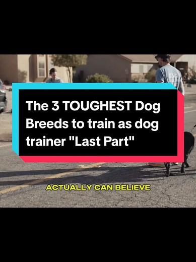 The 3 TOUGHEST Dog Breeds to train as dog trainer #dogtrainer #dogtraining #dogtrainingtips #learnontiktok #dogtrainingadvice #dogtrainingtricks
