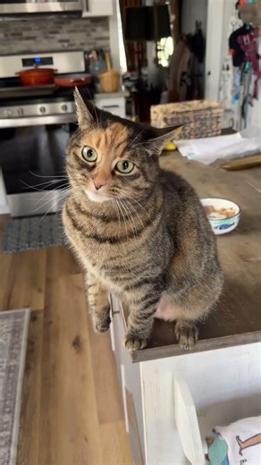 Is my cat actually talking to me? #CatCommunication #TalkingCat #CatBehavior #SmartCats #kitten