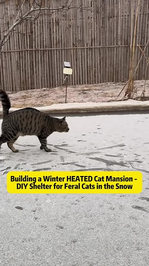 DIY Heated Cat Mansion: Winter Shelter for Feral Cats