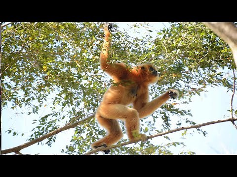 Singing gibbons of Cat Tien (Vietnam)