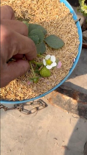 Post-Flowering Strawberry Care: Maximize Your Harvest!