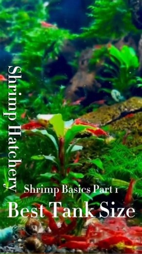 9.5K views · 119 reactions | Shrimp Basics Part 1 Best Tank Size to Start #shrimphatchery #neocaridinashrimp #shrimpkeeping #shrimptank #aquarium #aquariumhobby | Shrimp Hatchery | Facebook
