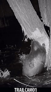 974K views · 21K reactions | This is one of our favorite videos here at the GRMW. 朗 After just 2 months of stream restoration, the land is seeing keystone species return. 勞 We are thrilled!! Now, the beavers can take over some of the long-term stewardship and restoration. #beaver #beaversmatter #streamrestoration #builditandtheywillcome #easternoregon #beaversofinstagram #keystonespecies #coexistwithbeavers #watershedrestoration | Grande Ronde Model Watershed | Facebook