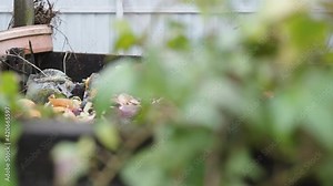 Organic fertilizer production from food waste