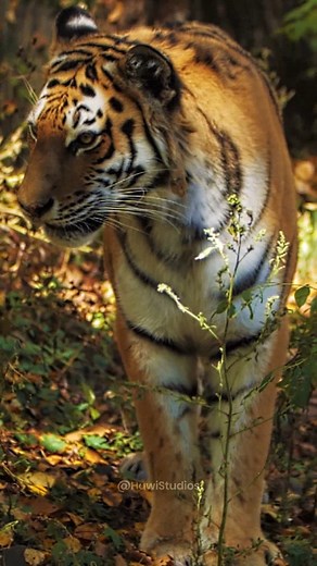 Tiger yawning in forest #tiger #yawn #forest #amursky #stare #wild #wildlife #nature #jungle HA37880 | HAWI Studios