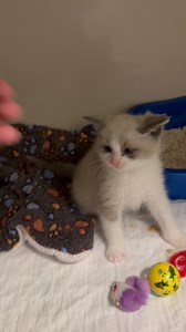 Have you joined the kitty crew? | Dr. Jessica Thompson