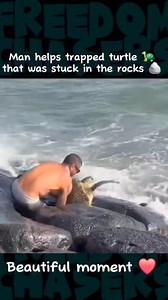 What a kind act, man helps turtle that was stuck in the rocks ❤️ #fypシ゚ #fypシ゚viral #fb #fbreelsvideo #Amazing #turtles #sealife #rescue #ocean #humanity | Freedom Chasers
