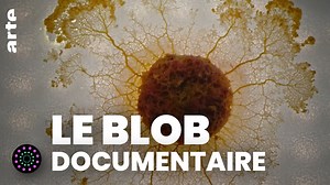 Documentaire | Le blob, un génie sans cerveau