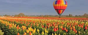 Tulip festival - Alchetron, The Free Social Encyclopedia