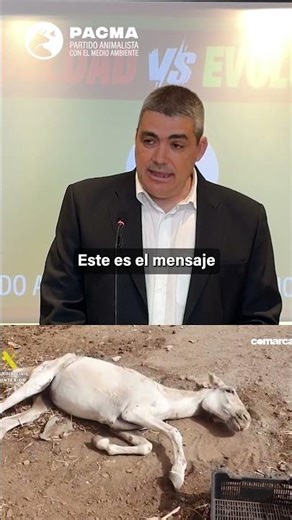 JAVIER LUNA, president of PACMA, on the PENALTIES FOR ANIMAL ABUSE in our country