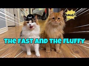 The Fast And The Fluffy: A Collection of Zoomies 🐈💨💨💨