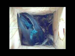 How a mother Tree Swallow's brooding behavior changes as her young grow.