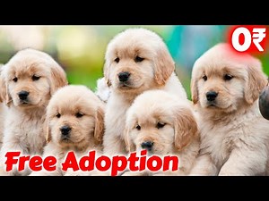 Free Free dog adoption *Golden Retriever for free adoption* Free dog adoption 2024 | Free delivery 🚚