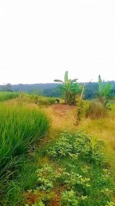 Hati yang mati #fyp | Aup Real Chanel