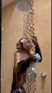 Watch this adorable monkey take a relaxing shower and sing his heart out! 🐒💦 From funny animal sounds to hilarious expressions, this video will make you smile instantly. 📅 Subscribe for more funny animal moments and cute pet videos every week! 🔔 Don’t forget to like, comment, and share if you loved this singing monkey! #MonkeySinging #FunnyMonkey #CuteAnimals #ViralVideo #AnimalComedy #MonkeyShower #SingingAnimals #TikTokViral #LaughChallenge #FunnyAnimals #CuteMonkey #MonkeyLove #ViralShort