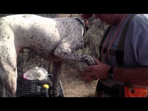 Inner Tube Dog Boots