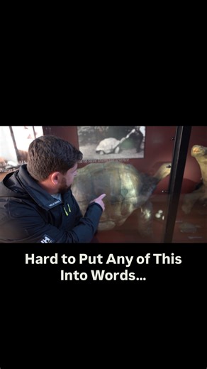 Chris Leone | Some of the largest turtle and tortoise species walked the earth the same time as us… 🤯 #gardenstatetortoise #animalfacts #turtle... | Instagram