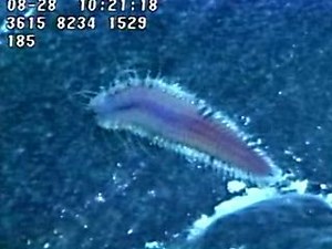 Red scale worm found near hydrothermal vents | Britannica