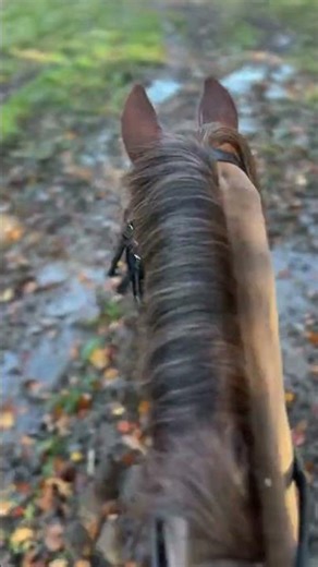 A winter morning routine ❄️ #pets #horse #equestrian #morning #horses