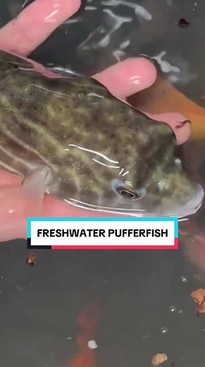 🤯 I just caught a this insane puffer fish! Ive never seen one like this before! If you wanna see more of the crazy stuff i caught check out the youtube @/BassFishingProductions. #CatchOfTheDay #PufferFish #SaveTheDay #Fishing #Wildlife #Adventure