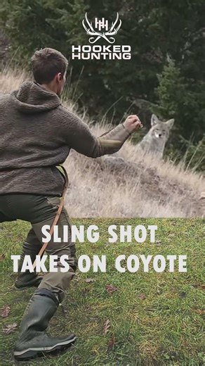 Coyote Killed with Slingshot! #predatorhunting #coyotehunting #huntinghumor