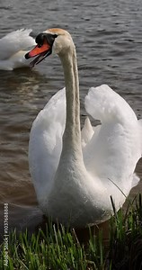 swans who arrived in eastern Europe in the spring to raise offspring, white swans on the lake in sunny weather