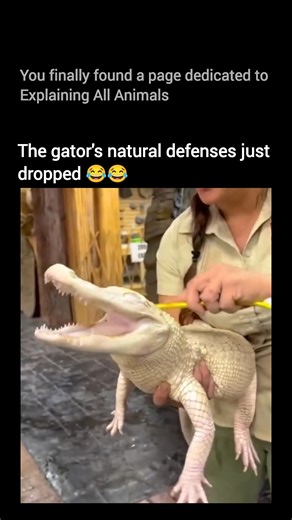 Explaining all animals | Follow @explainingallanimals to uncover the science behind nature’s strangest behaviors 🐊🧠 What looks like an alligator’s defenses... | Instagram