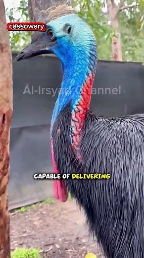 The World’s Most Dangerous Bird? 🦤🔥#funfacts #animals