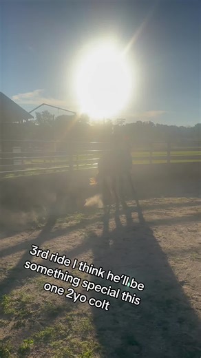 #foryou #stockhorse #westernhorses #westernriding #westernriding