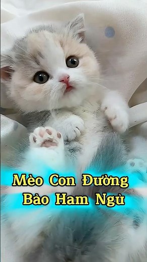 🐱 Đường Bảo Dễ Thương Ham Ăn Ham Ngủ #Shorts #ThuCung #ChoMeoDrama #meouo6868 #tiktok #douyin