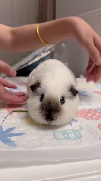 Adorable Baby Guinea Pig Highlights
