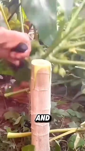 450K views · 4.3K reactions | Papaya tree can grow naturally and not so tall by grafting method #papaya #naturally #grafting #Method @highlight | Lee Yumi | Facebook