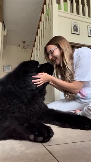 Newfoundland dog on Instagram: "How do you explain this feeling to someone that doesn’t have dogs 🥹🤍. . . . #newfie #newfoundland #newfiesofinstagram #dog #dogs #myboy #doglovers #doglife #doglove #doglover #dogsofinstagram #dogsofinsta #dogsofinstaworld #dogsofig #emotional #puppy #floof #boopmynose #bestboy #puppylove #puppylife #family #familytime #puppydog #puppylover #memories #dogs_of_instagram #lovedogs #dogsofinstagramworld #dogo"