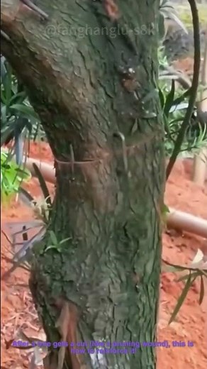 Tree Trunk Repair