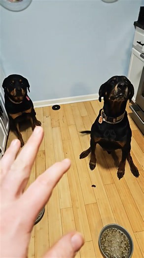 I am stuffed #doberman #rottweiler #shibc shibaclasaic.io #uniswap #biconomy #dextools #crypto